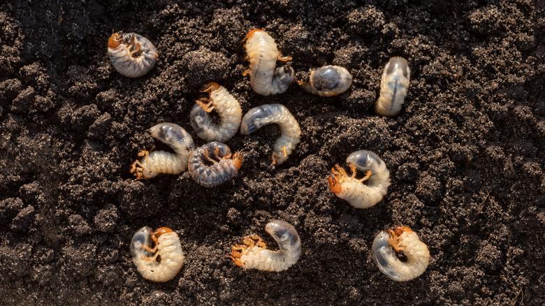 Lawn Grubs in Soil