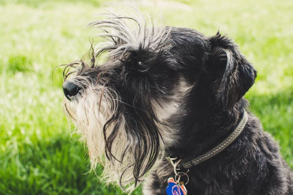 Kerry Blue Terrier