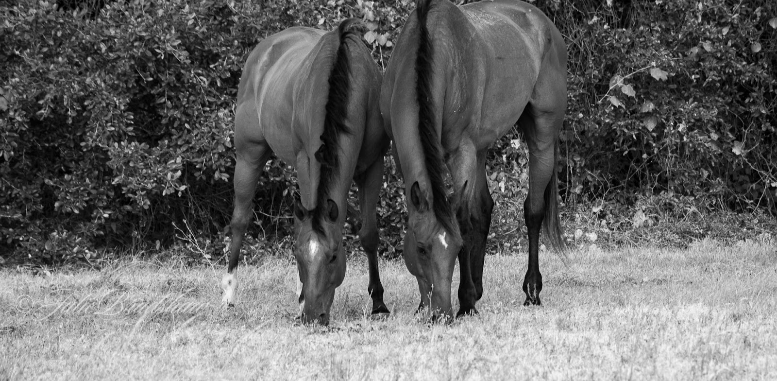 Black and white photo of Scout a Dutch Warmblood gelding and Jester, a bay thoroughbred, standing side by side