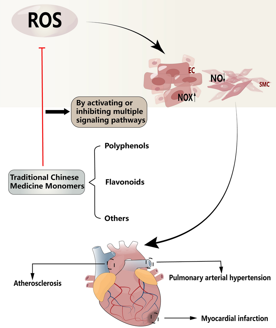 Targeting oxidative stress as a preventive and therapeutic approach for  cardiovascular disease | Journal of Translational Medicine | Full Text