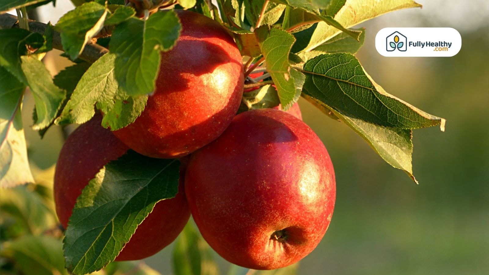 Sunlit red apples growing on tree branch in orchard