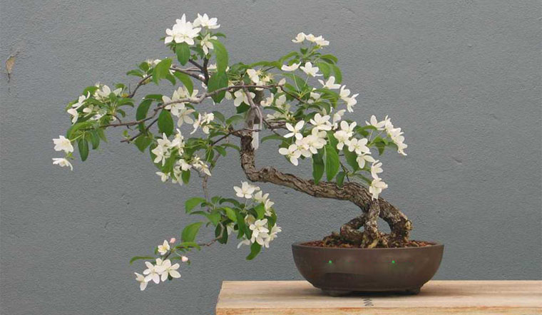 Cây Nguyệt Quế Bonsai