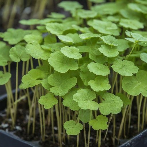 Transplanting Pinkmusk Seedlings