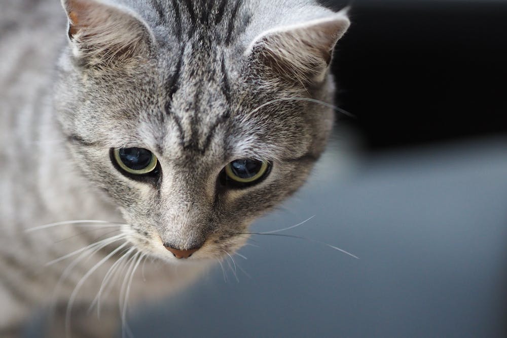 Portrait of Cat