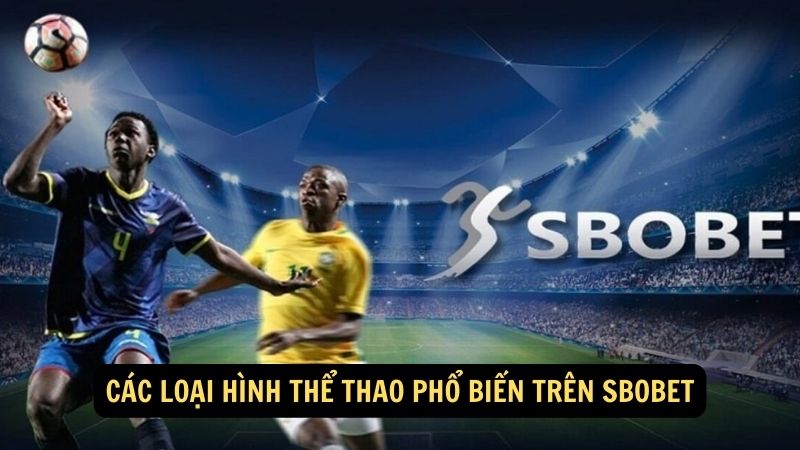 Các loại hình thể thao phổ biến trên sbobet