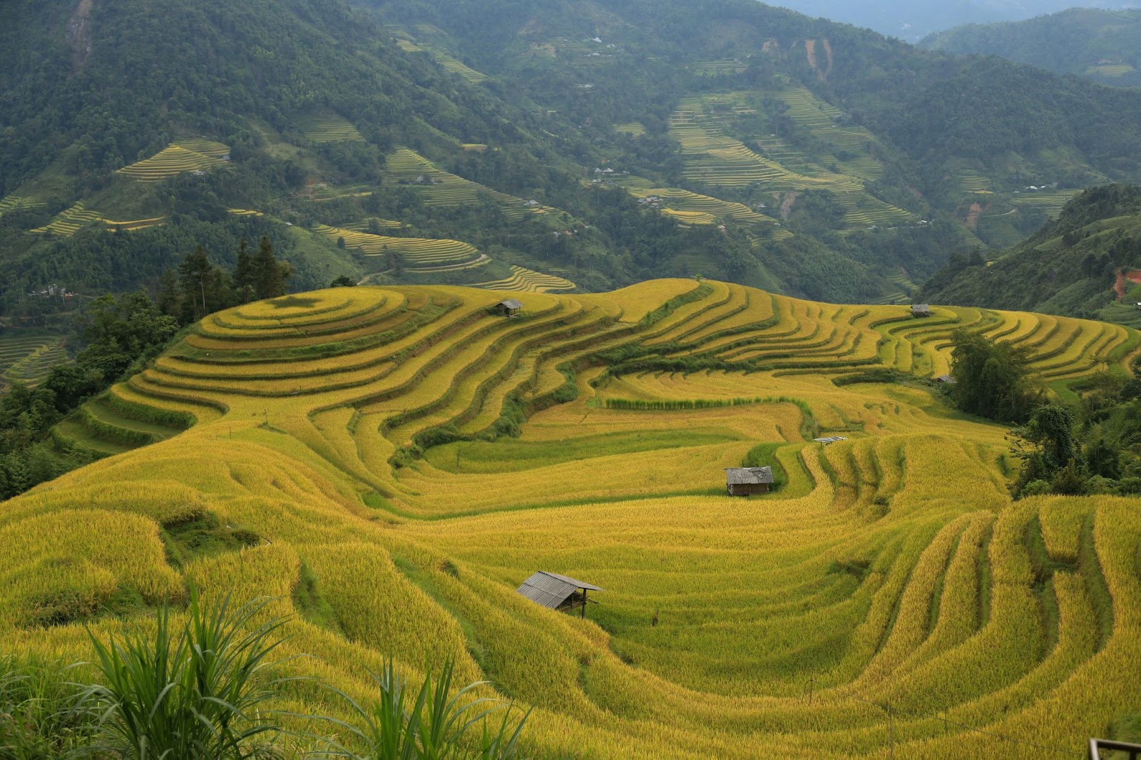 rice fields in Ha Giang Loop