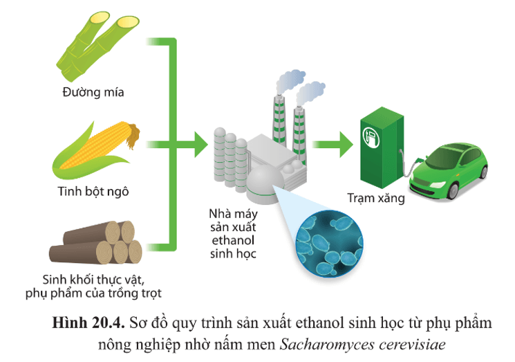 BÀI 20 - THÀNH TỰU CỦA CÔNG NGHỆ VI SINH VẬT VÀ ỨNG DỤNG CỦA VI SINH VẬT