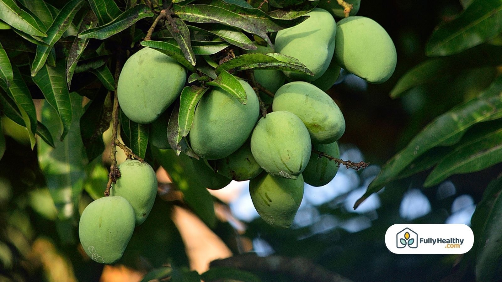 Green unripe mangoes hanging on a tree with dark leaves