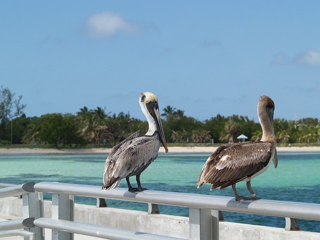 Florida, brown pelicans