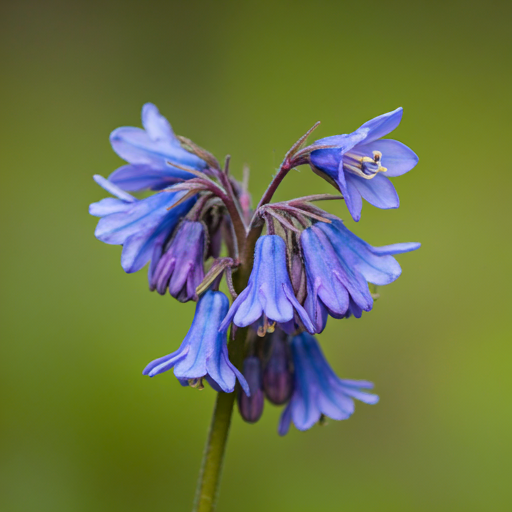 Virginian Cowslip