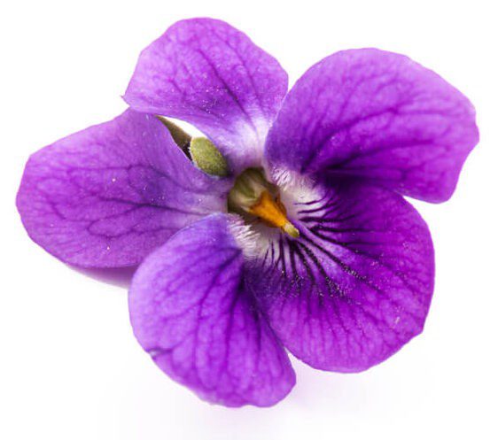 Sweet Violet