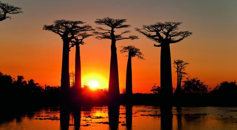 D:\PHOTOS WEBSITE OPHIR\BAOBAB\CON_471490_258_A.jpg