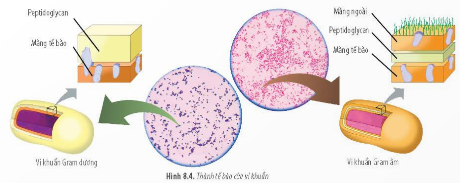 BÀI 8 - TẾ BÀO NHÂN SƠMỞ ĐẦUCâu 1: Ở vi khuẩn Escherichia coli (E.coli), cứ sau 20 phút tế bào sẽ phân chia một lần, từ một tế bào cho hai tế bào con. Hãy tính số lượng vi khuẩn được tạo thành sau 5 giờ, từ đó, nhận xét và giải thích về tốc độ sinh trưởng của vi khuẩn E.coli.Đáp án chuẩn:- Thời gian phân thế hệ là 20 phút, vì vậy trong 5 giờ có 15 lần phân chia.- Số lượng vi khuẩn E.coli được tạo thành là 1 × 215 = 32,768 tế bào. Tốc độ sinh trưởng của E.coli nhanh nhờ tỉ lệ bề mặt/volume (S/V) lớn, giúp tế bào trao đổi chất với môi trường hiệu quả.I. ĐẶC ĐIỂM CHUNG CỦA TẾ BÀO NHÂN SƠCâu 1: Hãy so sánh kích thước của tế bào nhân sơ và tế bào nhân thực.Đáp án chuẩn:Tế bào nhân sơ nhỏ hơn tế bào nhân thực rất nhiều từ 10 đến 1.000.000 lần.Câu 2:  Kích thước nhỏ đã đem lại cho tế bào nhân sơ những ưu thế gì?Đáp án chuẩn:Kích thước nhỏ của tế bào nhân sơ mang lại lợi thế là diện tích bề mặt lớn, giúp tế bào dễ dàng trao đổi chất với môi trường. Điều này giúp tế bào nhân sơ sinh sản và sinh trưởng nhanh hơn so với tế bào có kích thước lớn hơn.Luyện tập: Vì sao tất cả sinh vật có kích thước lớn luôn có cơ thể được cấu tạo từ nhiều tế bào chứ không phải từ một tế bào duy nhất?Đáp án chuẩn:Các sinh vật kích thước lớn có nhiều phản ứng sinh học, yêu cầu sự tổ chức của các nhóm tế bào với các chức năng khác nhau để liên kết và tương tác với nhau, hình thành một cơ thể hoàn chỉnh.II. CẤU TẠO TẾ BÀO NHÂN SƠCâu 3: Quan sát Hình 8.3, hãy kể tên các thành phần cấu tạo của tế bào nhân sơ.Đáp án chuẩn:3 thành phần chính: Màng tế bào, tế bào chất (riboxom, plasmid, hạt dự trữ) và vùng nhân. Ngoài ra còn có lông, roi, vv...1. Thành tế bào và màng sinh chấtCâu 4: Quan sát Hình 8.4, hãy cho biết sự khác nhau giữa thành tế bào của vi khuẩn Gram âm và Gram dương.Đáp án chuẩn:Thành tế bào của vi khuẩn Gram âm có lớp màng ngoài (có chứa kháng nguyên), còn tế bào Gram dương chỉ có lớp peptidoglycan và lớp màng tế bào.Luyện tập: Dựa vào tính kháng nguyên ở bể mặt tế bào, hãy cho biết bệnh do vi khuẩn Gram dương hay vi khuẩn Gram âm gây ra sẽ nguy hiểm hơn. Tại sao?Đáp án chuẩn:Bệnh do vi khuẩn Gram âm thường nguy hiểm hơn vi khuẩn Gram dương vì màng ngoài của chúng chứa kháng nguyên, làm cho hệ miễn dịch khó phát hiện sự xâm lấn của chúng hơn.2. Tế bào chấtCâu 5: Tại sao tế bào chất là nơi diễn ra quá trình tổng hợp nhiều loại protein của tế bào?Đáp án chuẩn:Tế bào chất chứa nước (65-90%) và các chất vô cơ và hữu cơ khác, có nhiều ribosome 70S cần thiết cho tổng hợp protein. Đây là nơi quan trọng cho quá trình tổng hợp nhiều loại protein của tế bào.3. Vùng nhânCâu 6: Tên gọi “tế bào nhân sơ” xuất phát từ đặc điểm nào của tế bào?Đáp án chuẩn:Gọi là “tế bào nhân sơ” vì cấu tạo vùng nhân của tế bào nhân sơ còn đơn giản, chưa có màng bao bọc.Vận dụng: Hãy kể tên một số bệnh do vi khuẩn gây ra và để xuất biện pháp phòng tránh các bệnh đó.Đáp án chuẩn:* Một số bệnh do vi khuẩn gây ra:  - Ngộ độc thực phẩm: Bacillus cereus, Clostridium botulinum, Escherichia coli, Salmonella,...  - Viêm họng: Streptococcus pyogenes, liên cầu khuẩn nhóm A,...  - Bệnh lỵ: Shigella  - Bệnh tiêu chảy: Vibrio cholerae  - Bệnh lao: Mycobacterium tuberculosis* Một số biện pháp phòng tránh các bệnh do vi khuẩn gây ra:  - Ăn chín uống sôi, hạn chế ăn đồ sống.  - Trước khi ăn phải rửa tay thật kĩ.  - Đeo khẩu trang khi ra đường.  - Sống lành mạnh, vệ sinh cơ thể và các vật dụng sạch sẽ.  - Tiêm phòng đầy đủ.BÀI TẬP