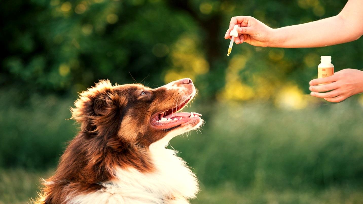Best Quality CBD For your Dogs