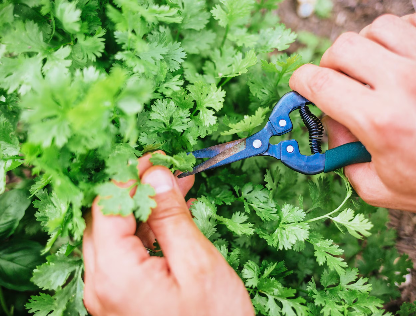 Harvesting Cilantro for Best Flavor