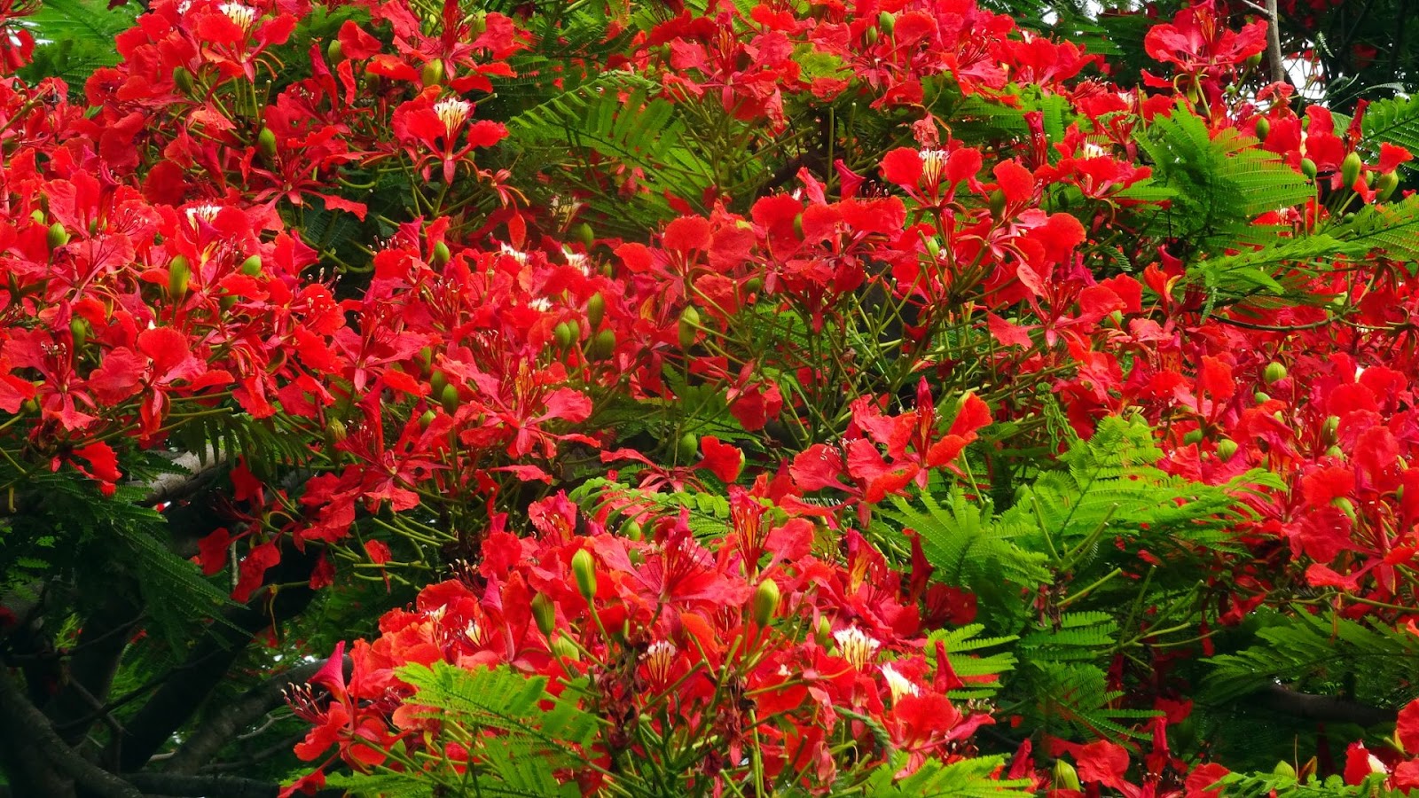 Gulmohar (Delonix regia)