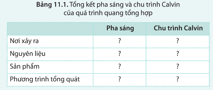 BÀI 11 - TỔNG HỢP VÀ PHÂN GIẢI CÁC CHẤT TRONG TẾ BÀO