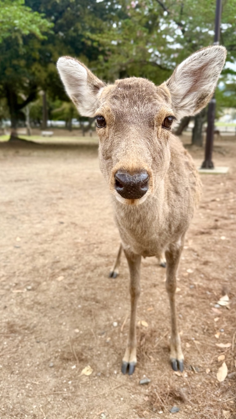 A deer looking directly at the camera in Nara Park.
