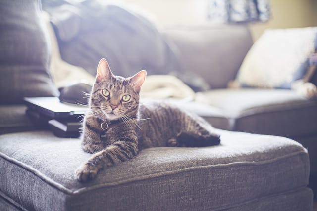 gray cat sitting on couch