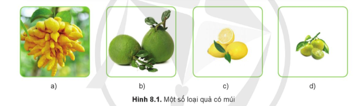  BÀI 8: KỸ THUẬT TRỒNG VÀ CHĂM SÓC CÂY ĂN QUẢ CÓ MÚI