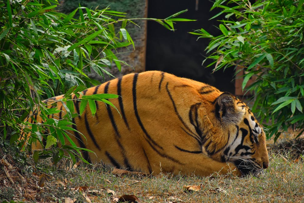 Mom Tigerss Sleeping in Zoo