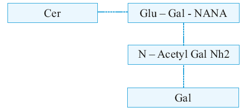 GM1 Ganglioside