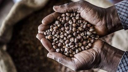 Semillas gratis para fomentar la biodiversidad y la riqueza | Planeta  Futuro | EL PAÍS