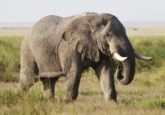 African Elephant
