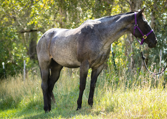 Roan Colored Horse Breeds