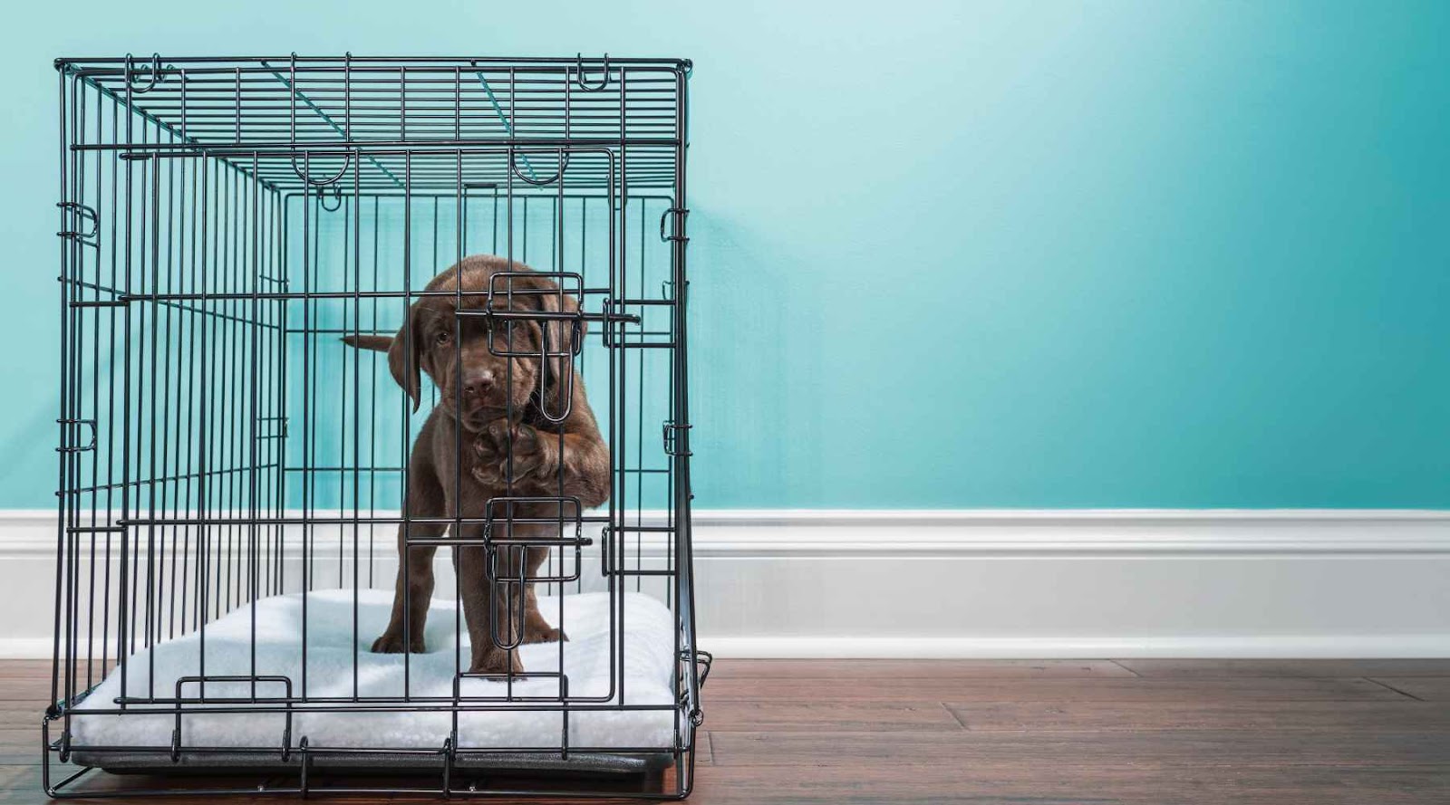 Puppy Crate Training Tips