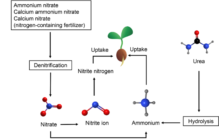 Working of Ammonium Nitrate Fertilizers