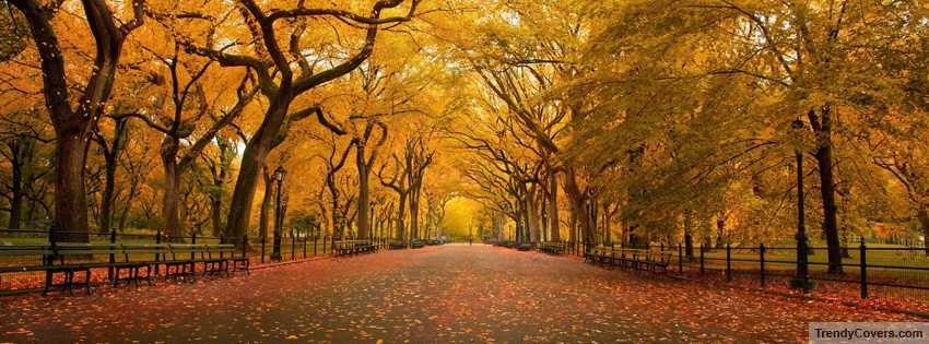 Roadway surrounded by fall trees