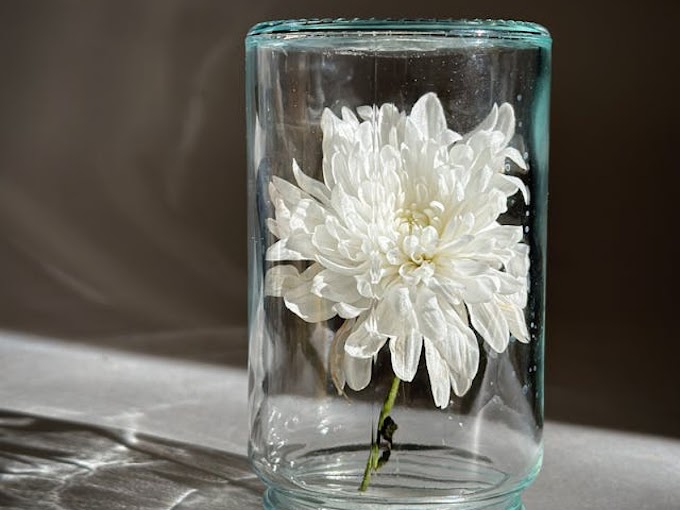 Chrysanthemum Planting Guide: Season, Propagation, Compost, Manuring, Diseases, Treatment, and Precautions