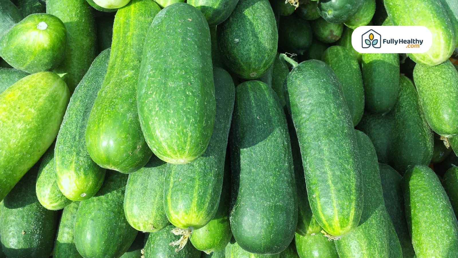 Pile of fresh green cucumbers closely stacked with natural textured skin