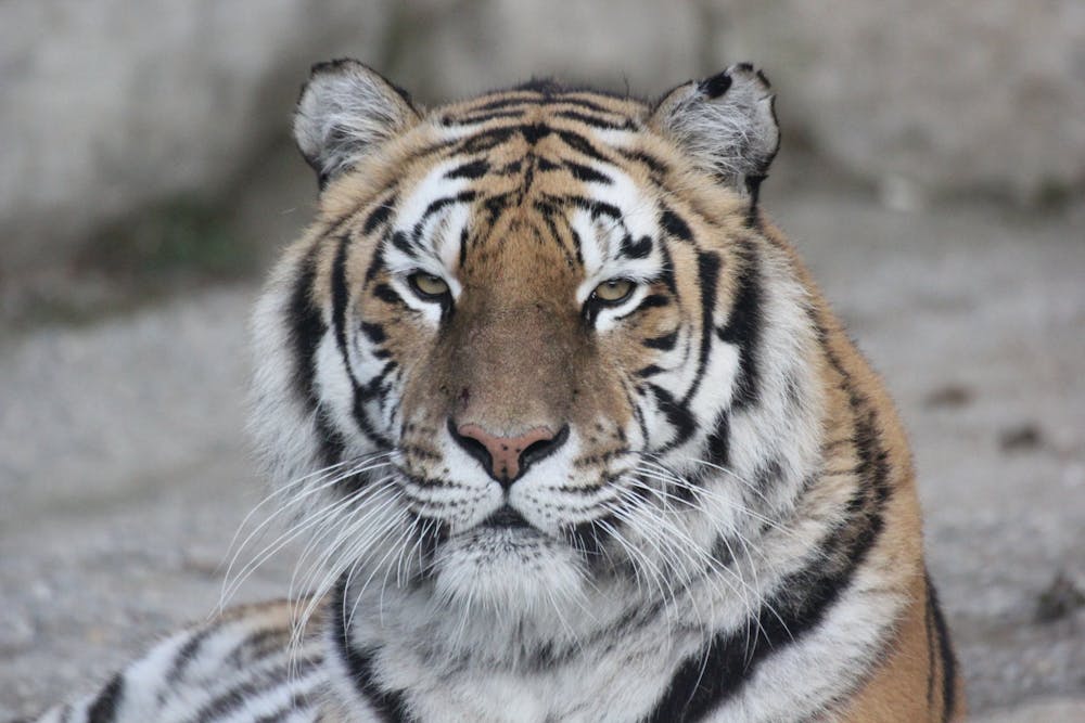 Adult Tiger