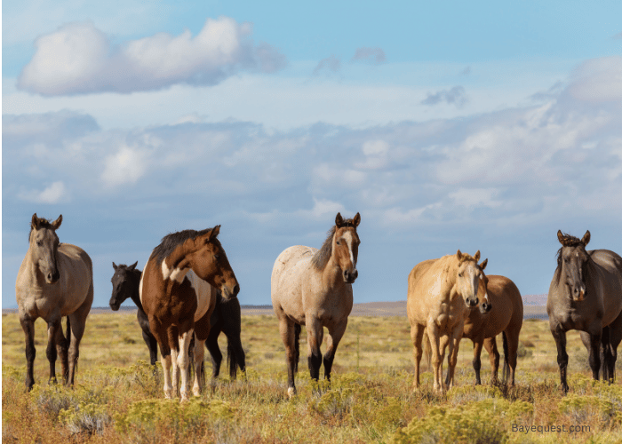 Guide to Buying and Owning a Horse