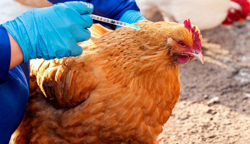 Avoid these common errors in poultry farming to ensure a profitable business from Farmersrathna Agri-news