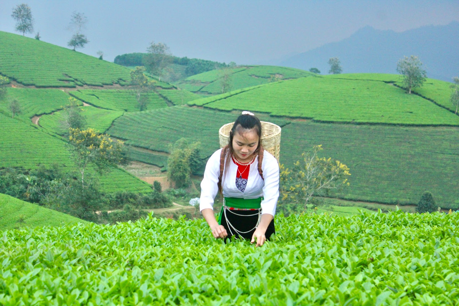 Nét đẹp lao động trên đồi chè Long Cốc - Ảnh 2.