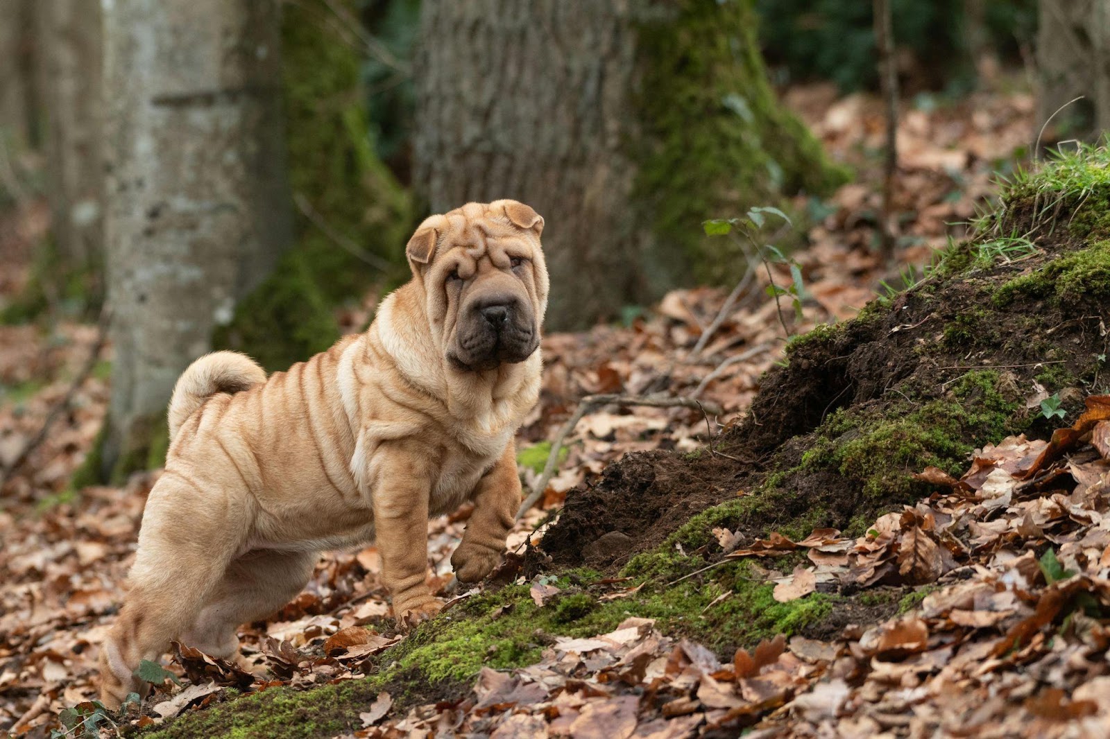 Shar Peis: The Wrinkly Loners