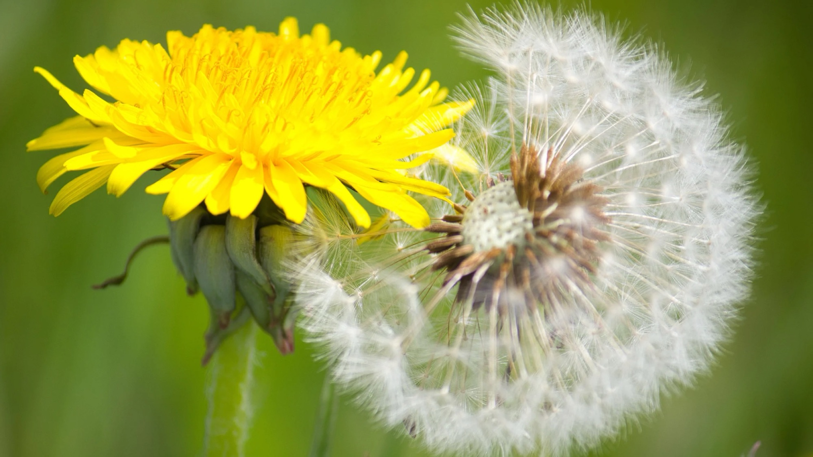 Dandelion