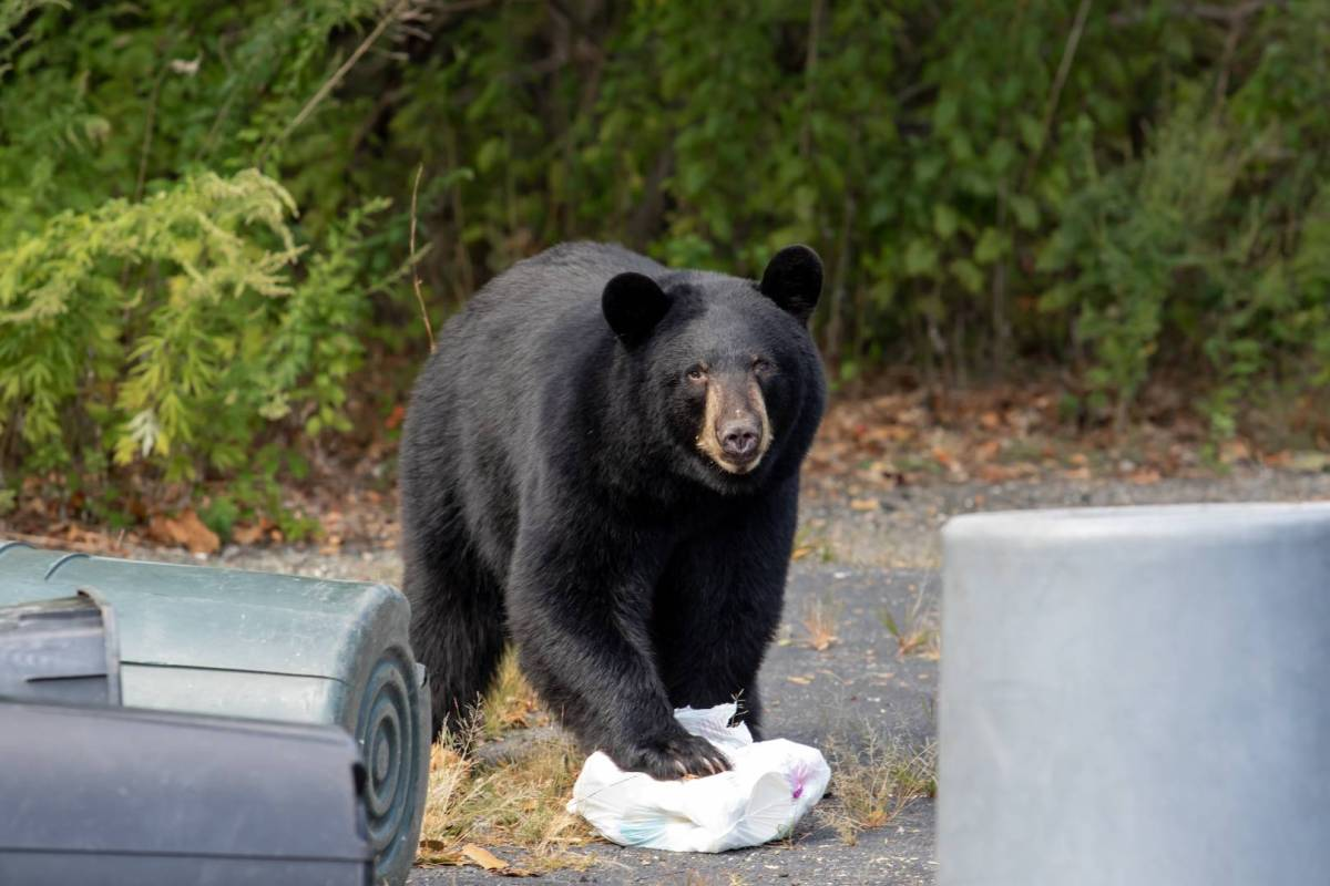 A black bear with a plastic ba. If ers are so dneros, hy are they friend shaped?