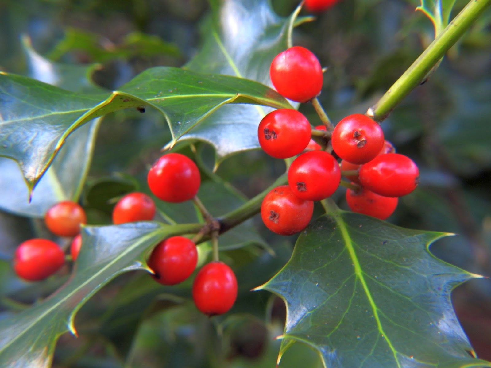 mistletoe leaf berry