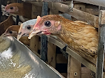 Panduan Manajemen Kebutuhan Nutrisi dan Pemilihan Metode Potong Paruh Sebagai Langkah Efisiensi Pakan Ayam Pullet (Grower) untuk Pemula