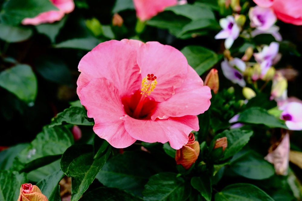 Hibiscus Plant at home