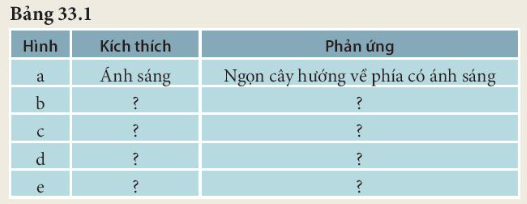 BÀI 33. CẢM ỨNG Ở SINH VẬT VÀ TẬP TÍNH Ở ĐỘNG VẬT MỞ ĐẦUCâu hỏi: Khi ta chạm tay vào lá cây trinh nữ (xấu hổ), lá cây sẽ cụp lại (hình dưới đây). Đây là hiện tượng gì? Hiện tượng này có ý nghĩa như thế nào đối với sinh vật?Đáp án chuẩn:Hiện tượng cảm ứng ở sinh vật, giúp cây thích nghi đa dạng đối với sự biến đổi của môi trường, đảm bảo cho cây tồn tại và phát triển.I. Cảm ứng và vai trò của cảm ứng ở sinh vật1. Cảm ứng ở sinh vật là gì?Câu 1: Quan sát hình 33.1 và hoàn thành theo mẫu bảng 33.1Đáp án chuẩn:HìnhKích thíchPhản ứngaÁnh sángNgọn cây hướng về phía có ánh sángbNướcRễ cây hướng đến phía nguồn nướccNhiệt độ thấp/caoRun rẩy/ toát mồ hôidTiếng gà mẹGà con chạy đến nơi có gà mẹeGiá thểCây bám vào giá thểCâu 2: Nêu thêm một số ví dụ về hiện tượng cảm ứng ở thực vật và động vật. Chỉ rõ tác nhân kích thích và phản ứng của sinh vậtĐáp án chuẩn:Con người nổi da gà khi trời lạnh, cây hoa quỳnh nở vào ban đêm.2. Vai trò của cảm ứng ở sinh vậtCâu hỏi: Nếu các sinh vật không có phản ứng đối với các kích thích đến từ môi trường (ví dụ cây ở hình 33.1.a) không có phản ứng hướng về phía có ánh sáng) thì điều gì sẽ xảy ra? Từ đó cho biết vai trò của cảm ứng đối với sinh vật.Đáp án chuẩn:Sinh vật sẽ không thích ứng được những thay đổi của môi trường sống. Cảm ứng giúp sinh vật thích ứng với những thay đổi của môi trường để tồn tại và phát triển.II. TẬP TÍNH Ở ĐỘNG VẬT1. Tập tính là gì?Câu 1: Đặt tên tập tính của các động vật thể hiện trong hình 33.2a, b, c, dĐáp án chuẩn:Tập tính di cư của chim.Tập tính sống bày đàn của trâu rừng.Tập tính kiếm ăn của mèo.Tập tính chăm sóc con non của chim.Câu 2: Lấy thêm ví dụ về tập tính ở người và động vậtĐáp án chuẩn:Ví dụ: dừng xe khi gặp đèn đỏ, ve sầu kêu vào mùa hè,...2. Vai trò của tập tính