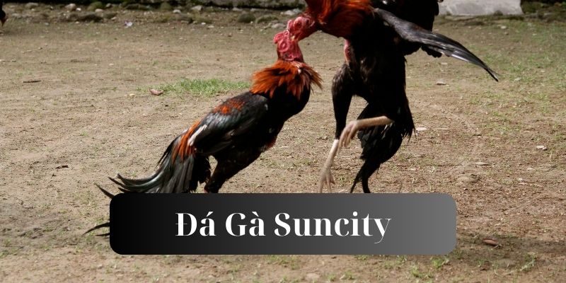 Cá cược đá gà suncity mới nhất 