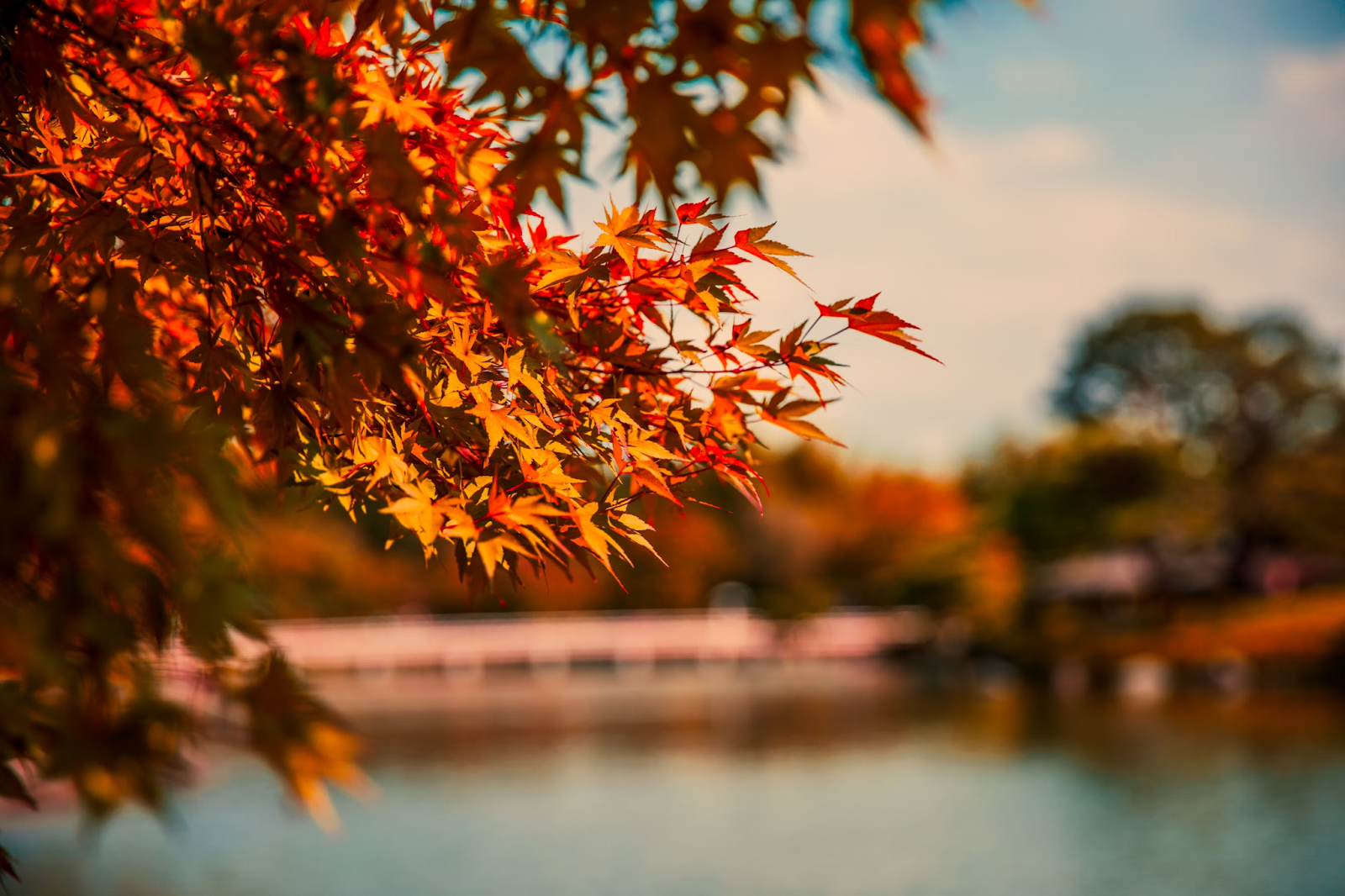 Red and orange maple leaves against a river in Japan during fall.