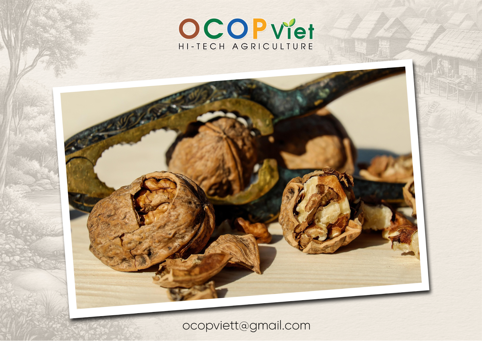 ăn quả óc chó có tốt không