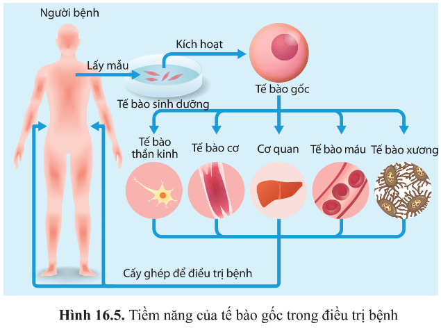 BÀI 16 - CÔNG NGHỆ TẾ BÀO