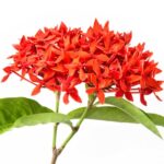 Ixora Coccinea